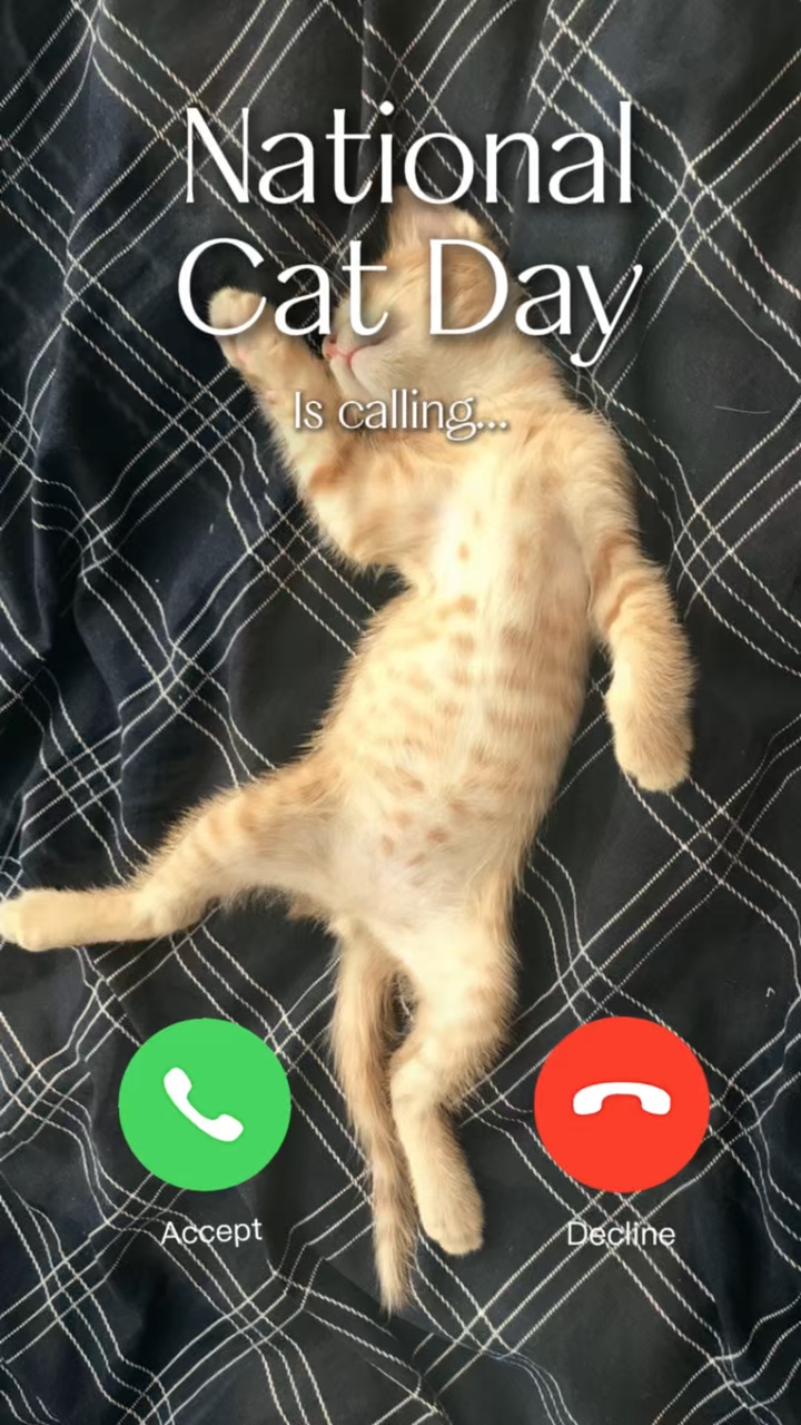 Kedi günü çağırıyor