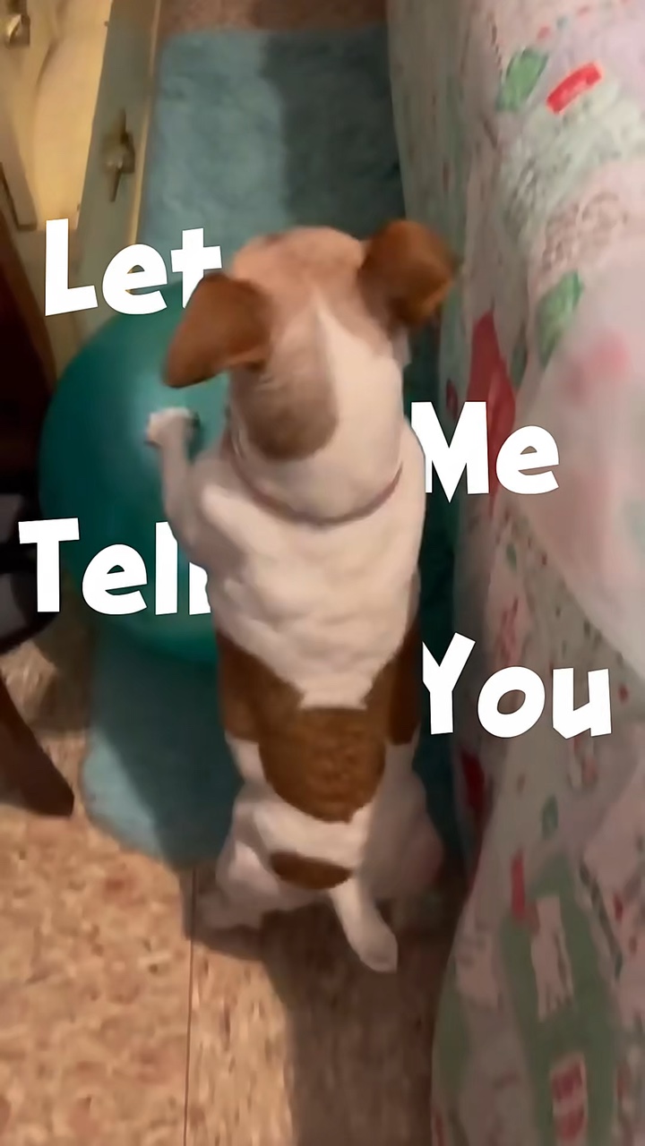Momentos Divertidos Para Cães