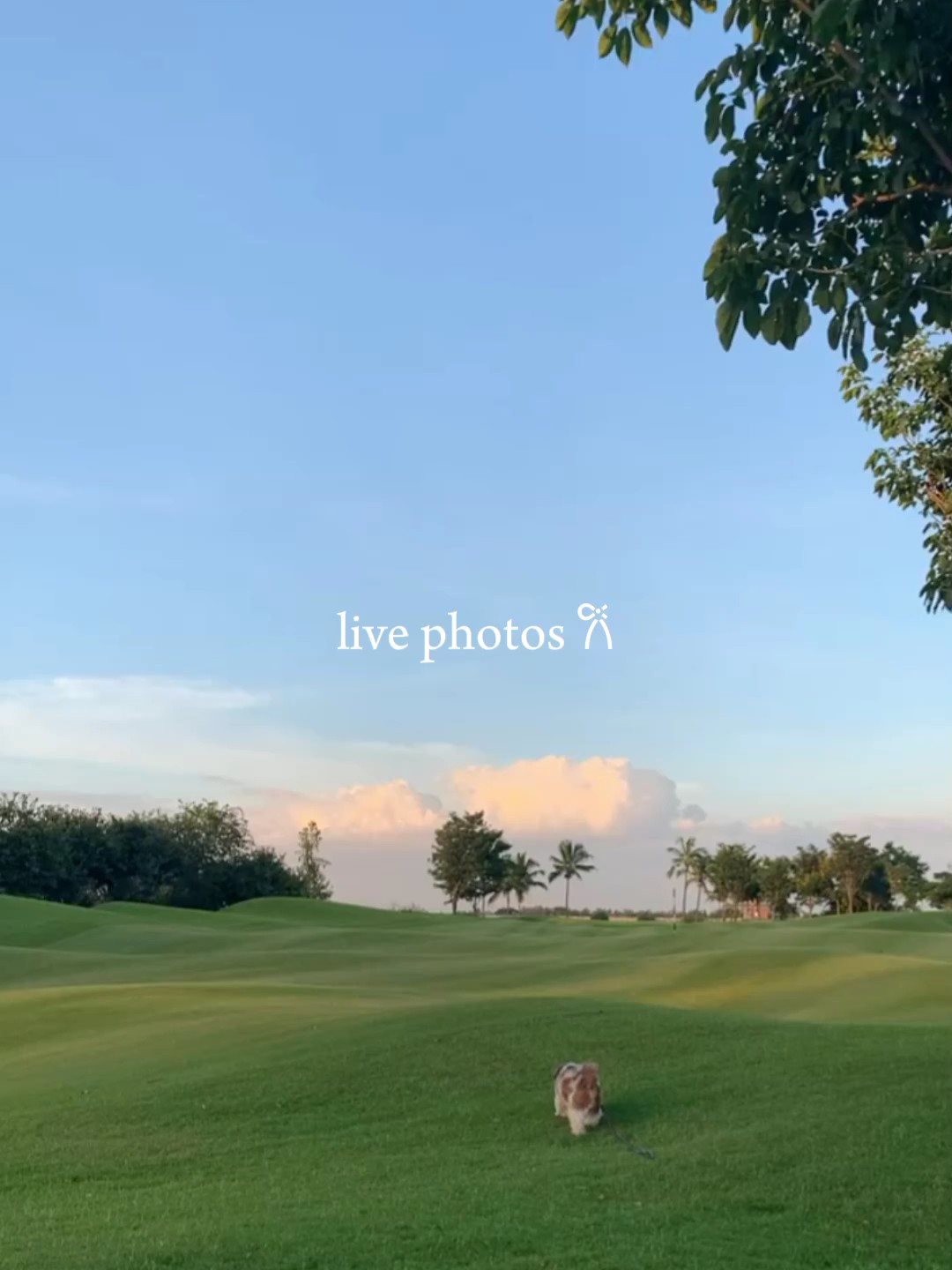 live photos 𐙚 ⋆.