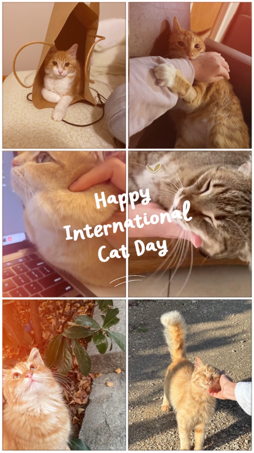 International Catday