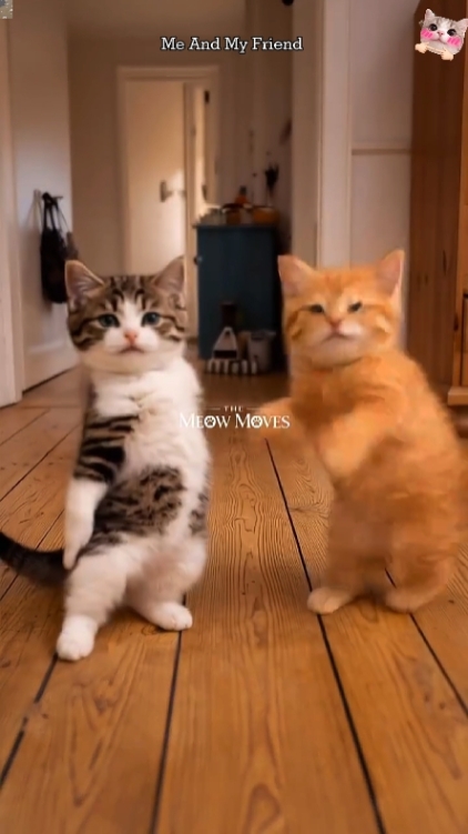 Gato Engraçado! 