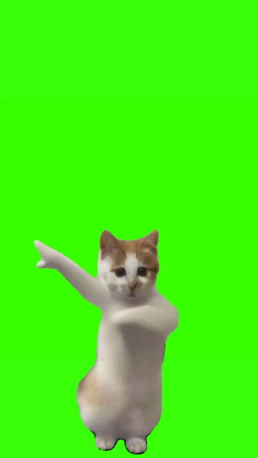 meme kucing joget