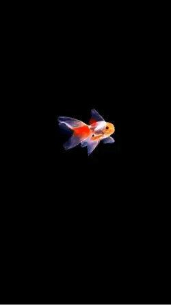 Live wallpaper