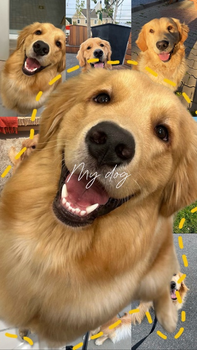 Mejor amigo del perro 