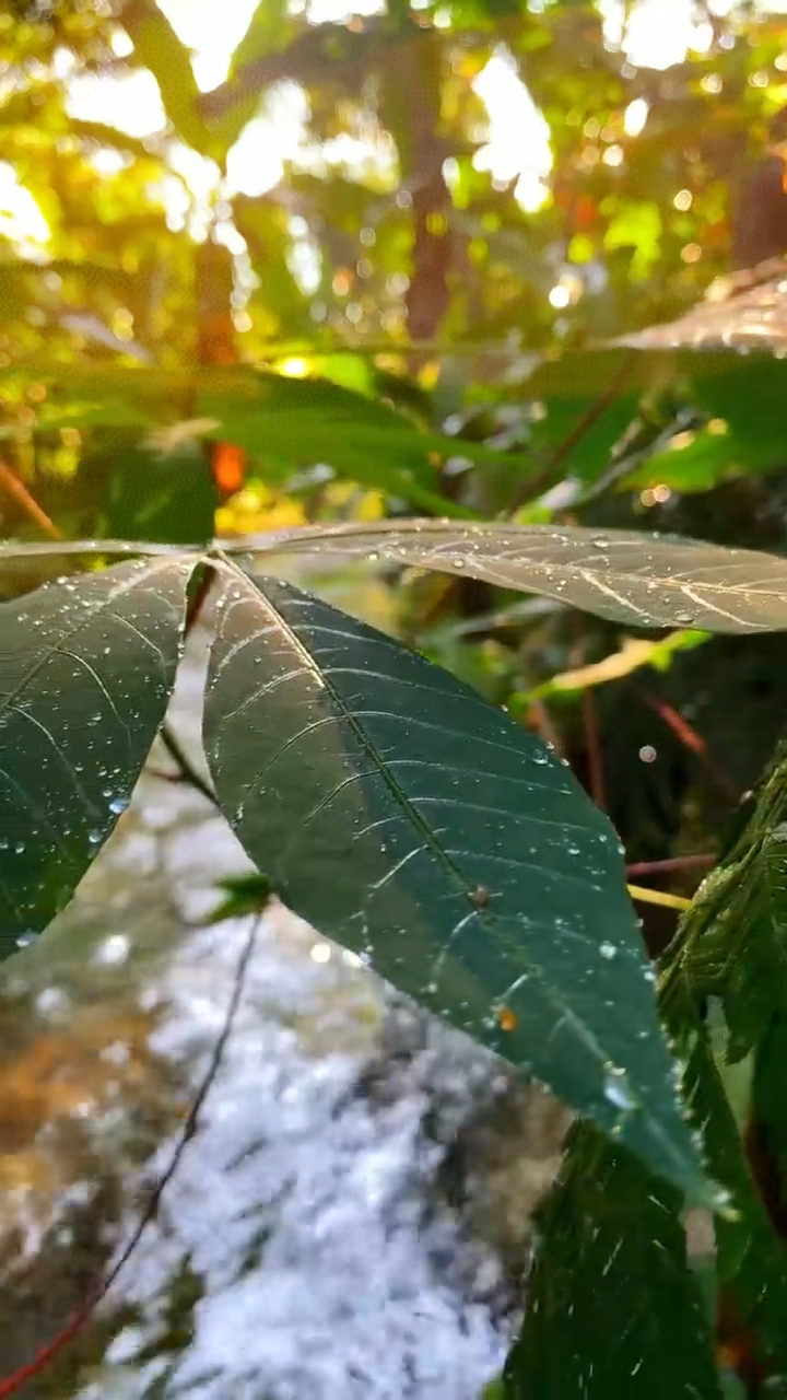 Video cinematográfico