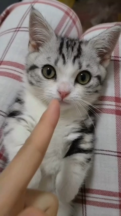 Mi mascota