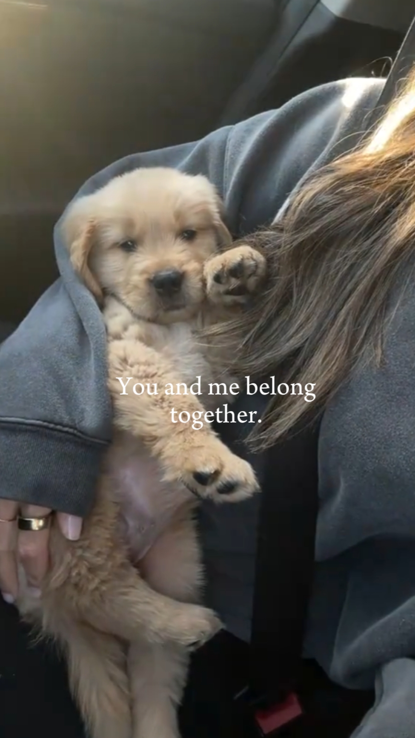 Vc é meu cachorro