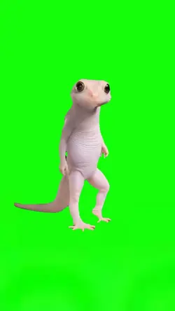 Dancing Gecko