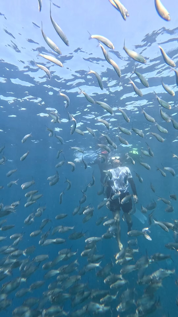 moalboal