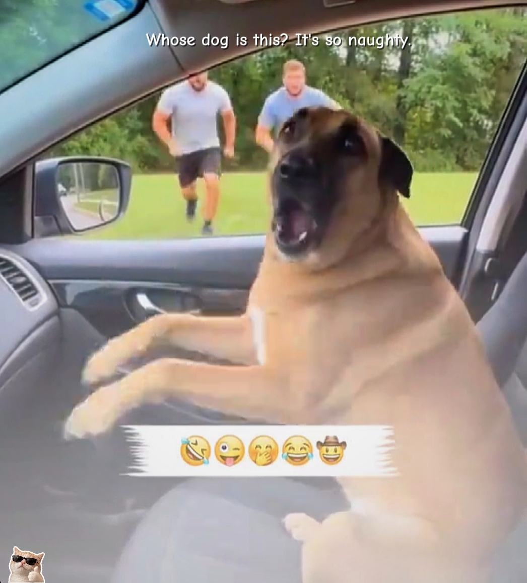 Komik Köpek