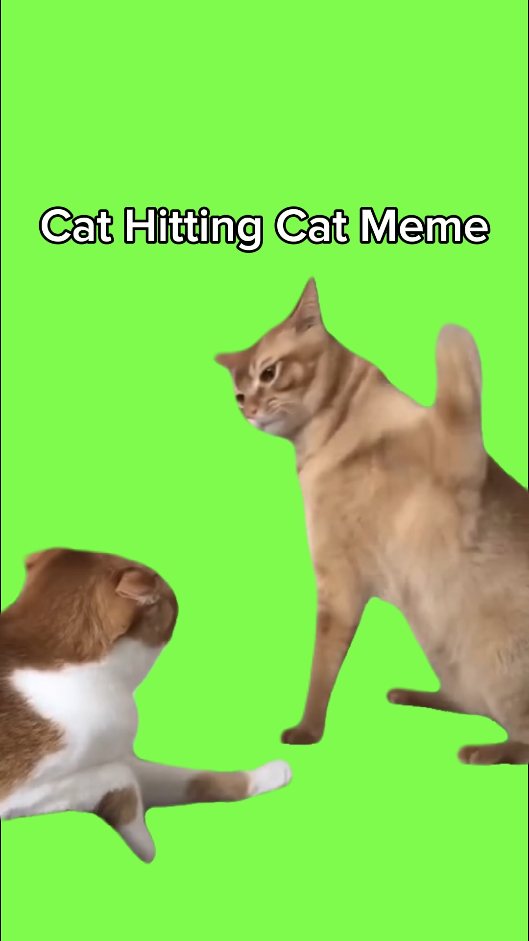 Gato Golpeando Gato Meme