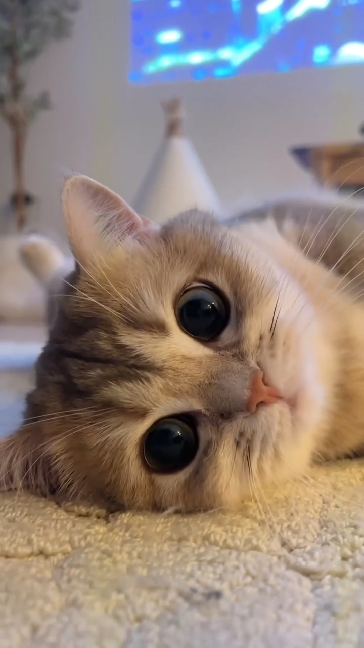 yavru kedi