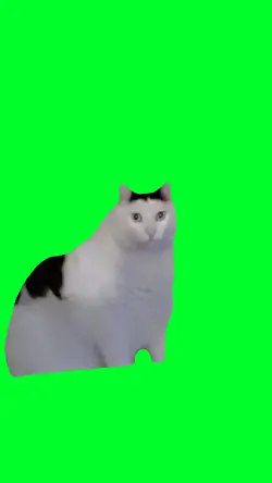 Huh cat