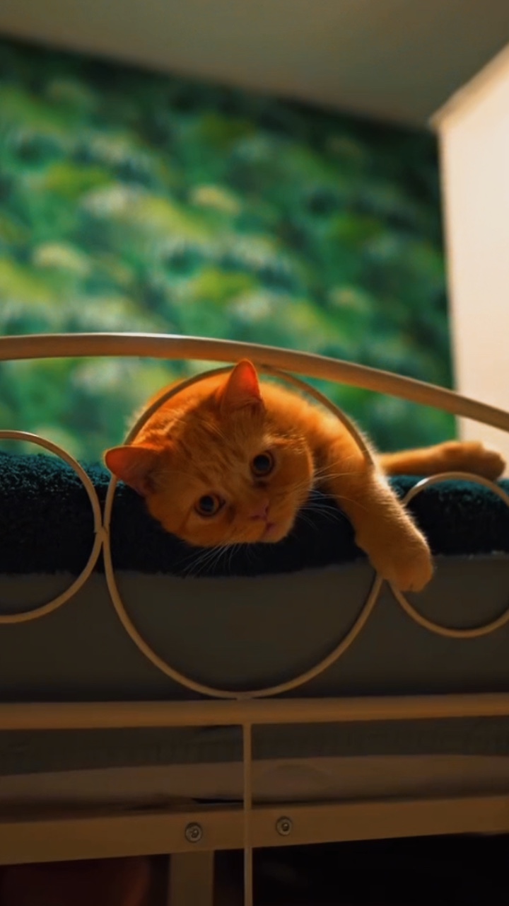 CAT >VIRAL SONG 🐈🧡