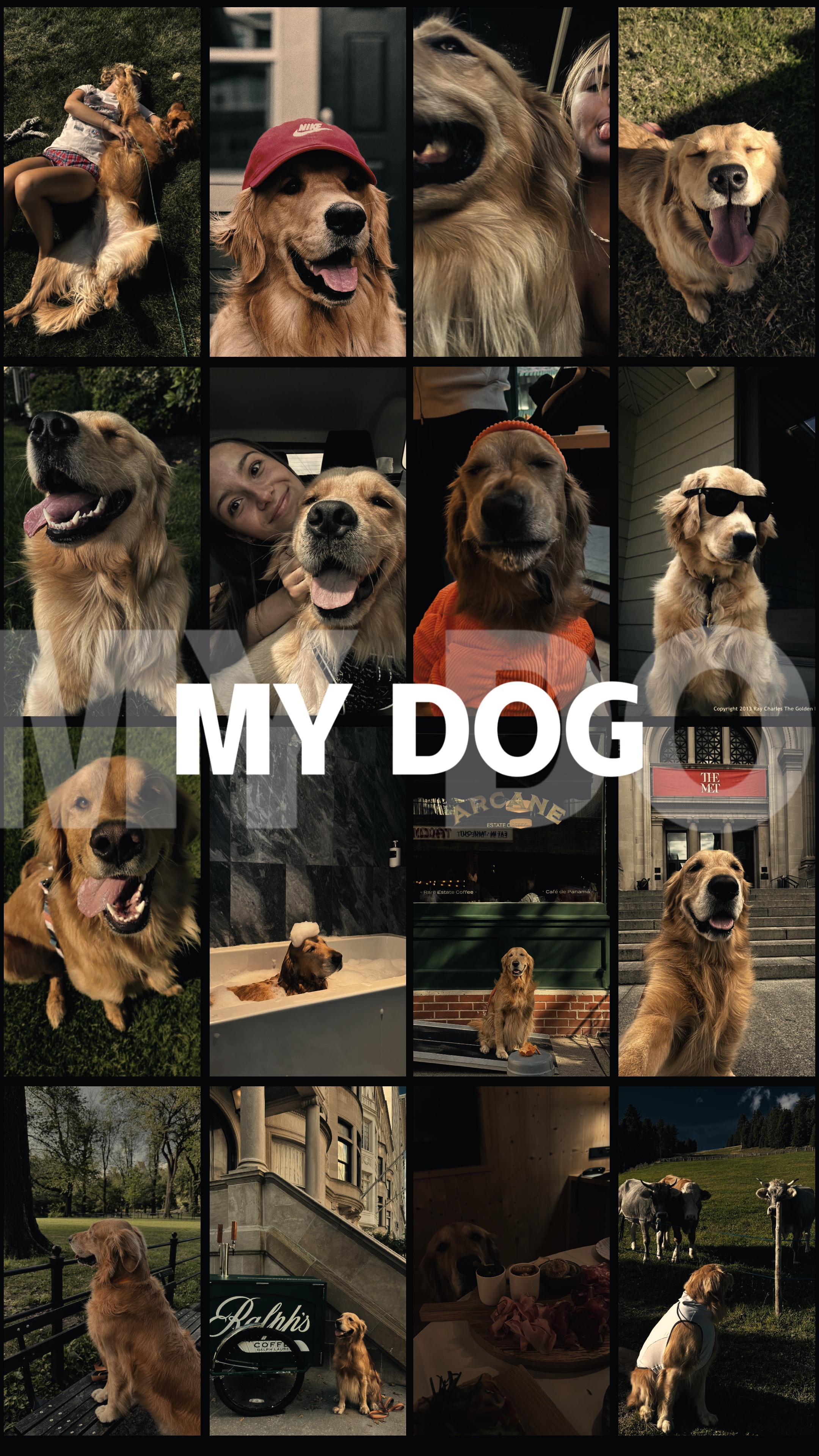 Köpek dökümü fotoğrafı