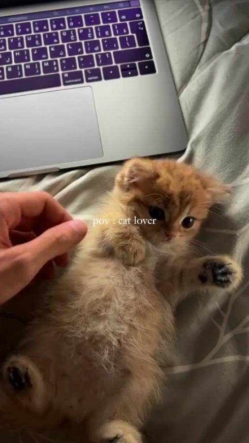 pov kedi sevgilisi 