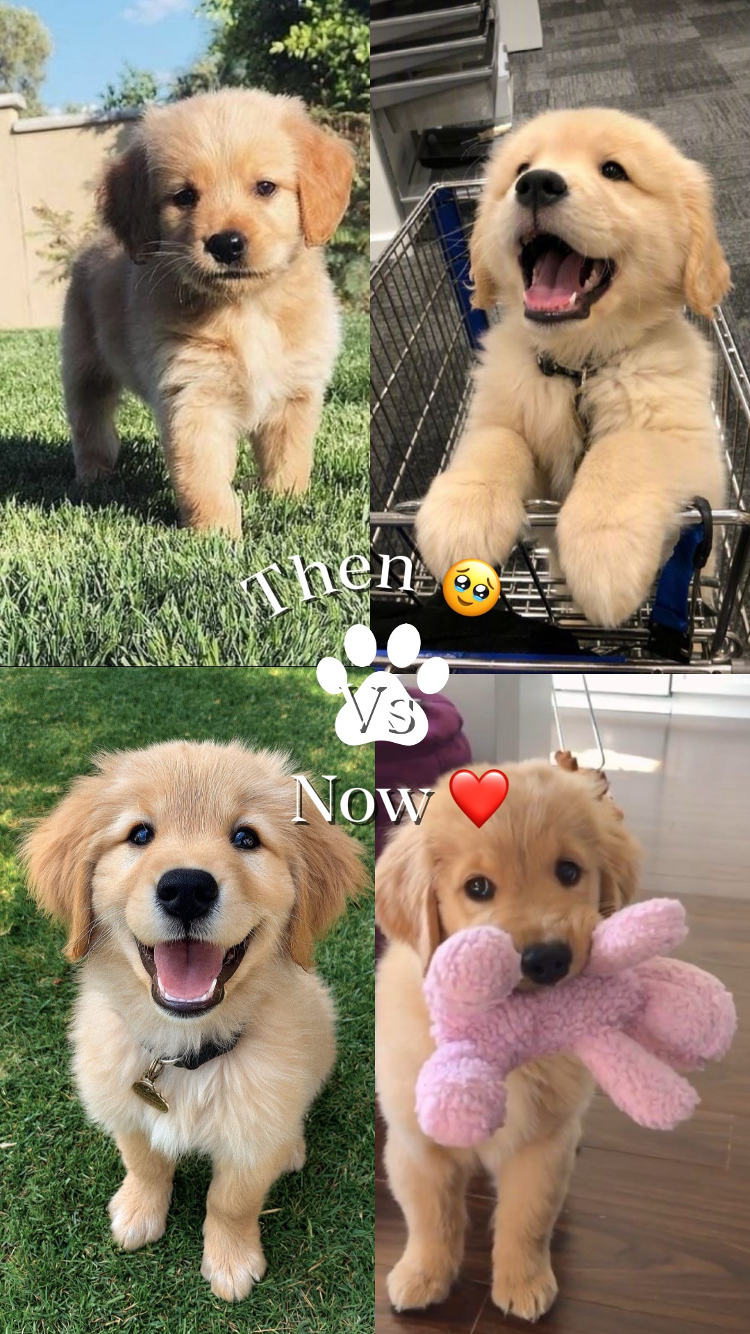 Then vs Now 🐾