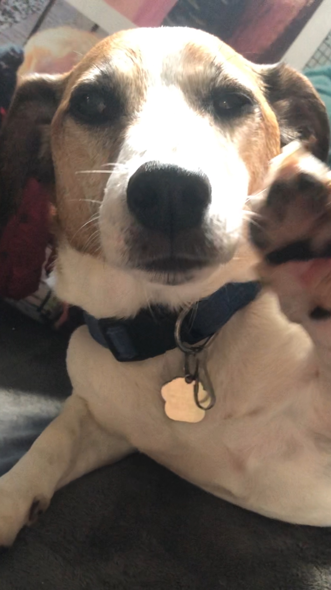 Köpek günü! 