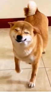 Cute dog 