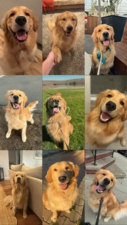 My dog