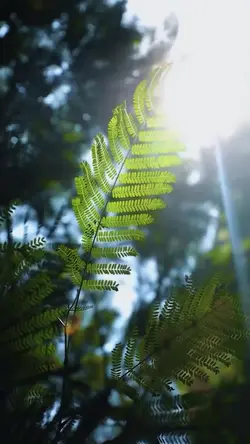 nature aesthetic