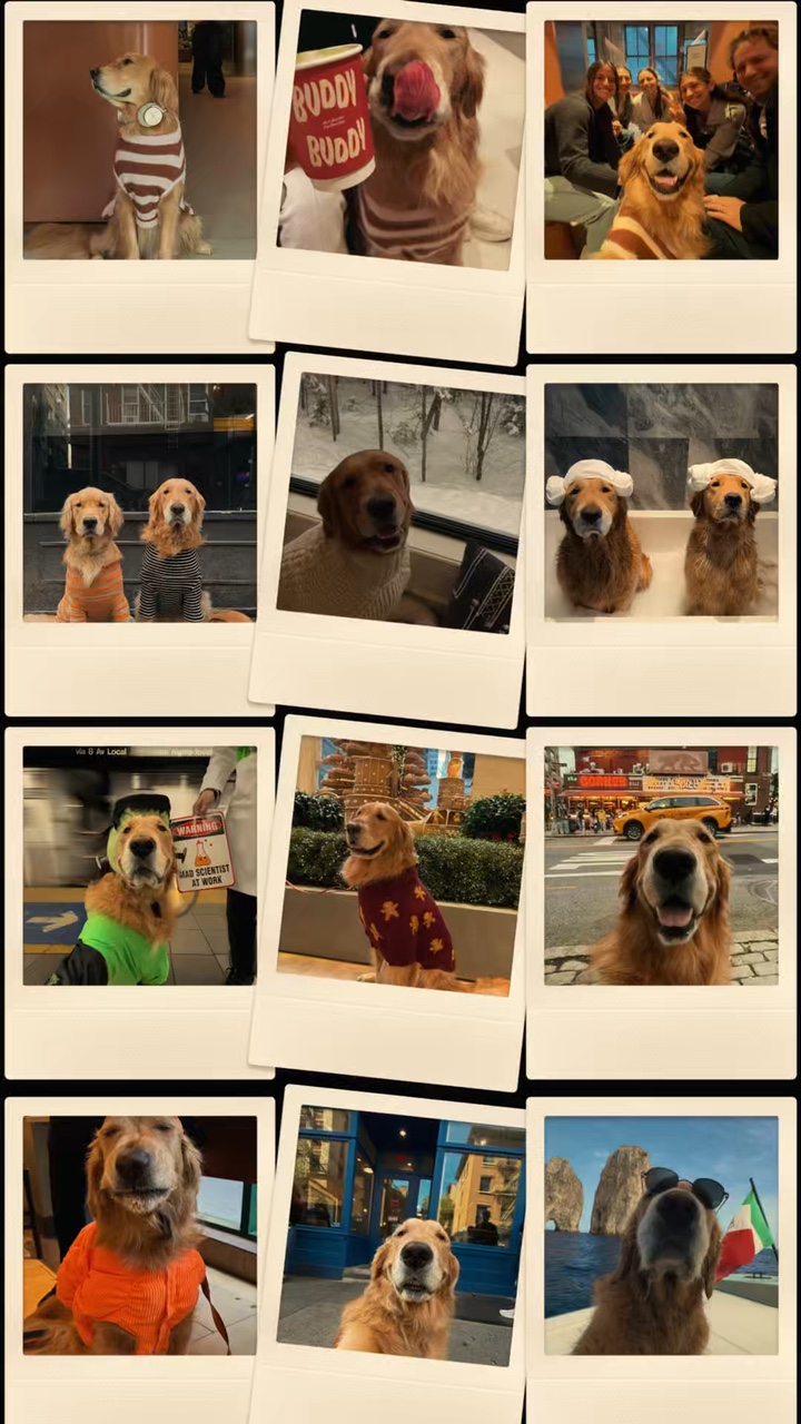 Mi perro