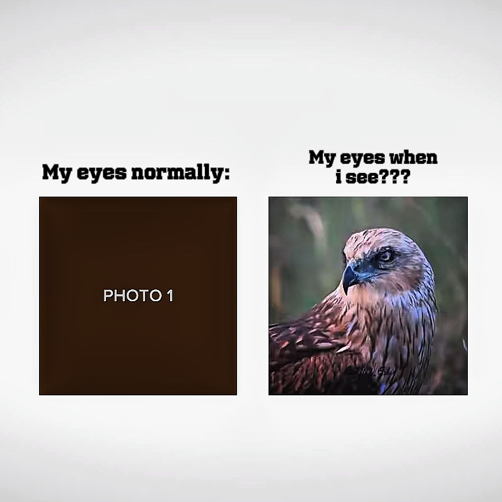 Mes yeux quand je suis