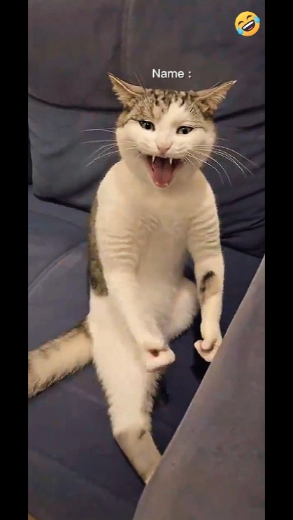 Kucing Bruce Lee... 
