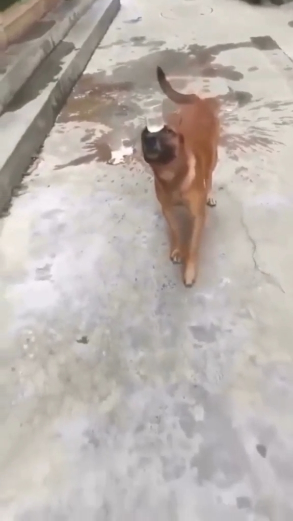 tren anjing 