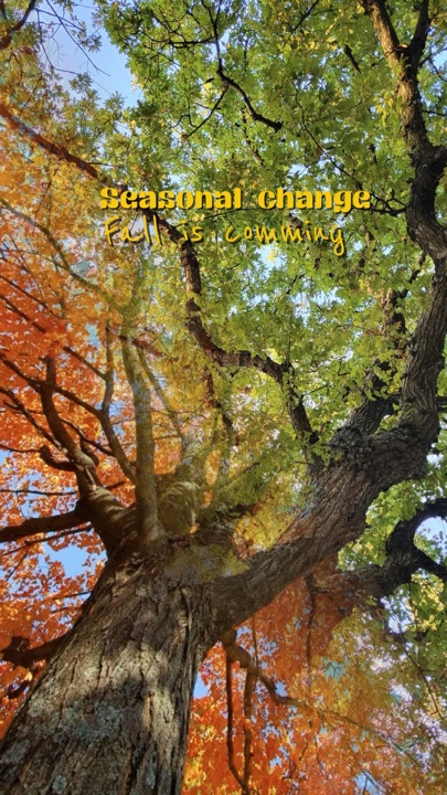 Fall is comming