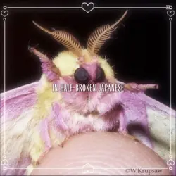 Rose Maple Moth:D