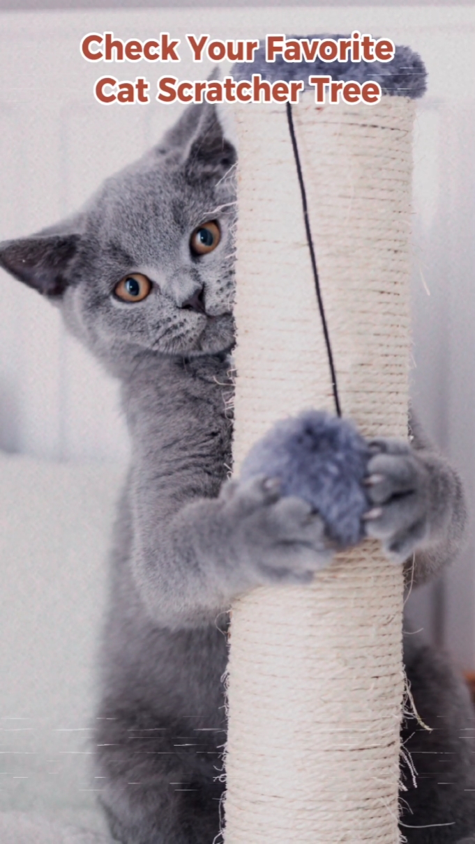 Exibição de produtos para animais de estimação