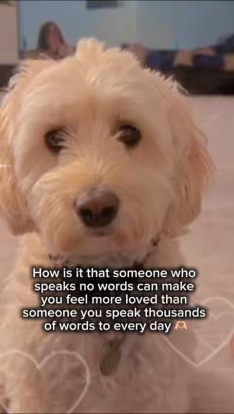 Dog template 