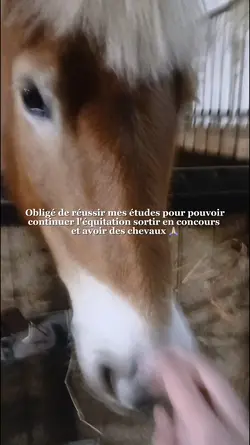 obligé 