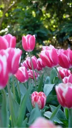 Spring Indeed 💐