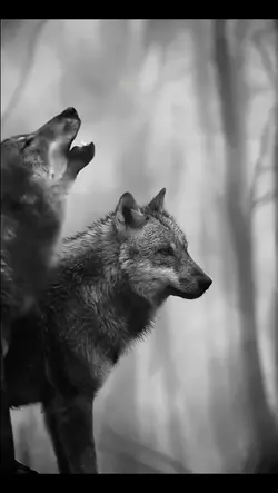 WOLF CRY