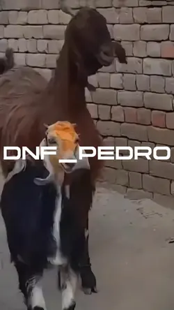kk