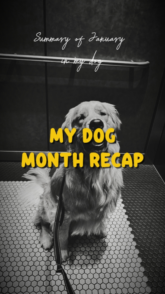 My dog month recap