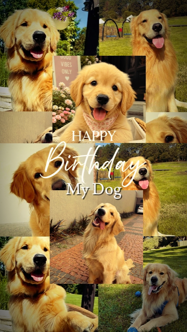 HBD MEIN HUND
