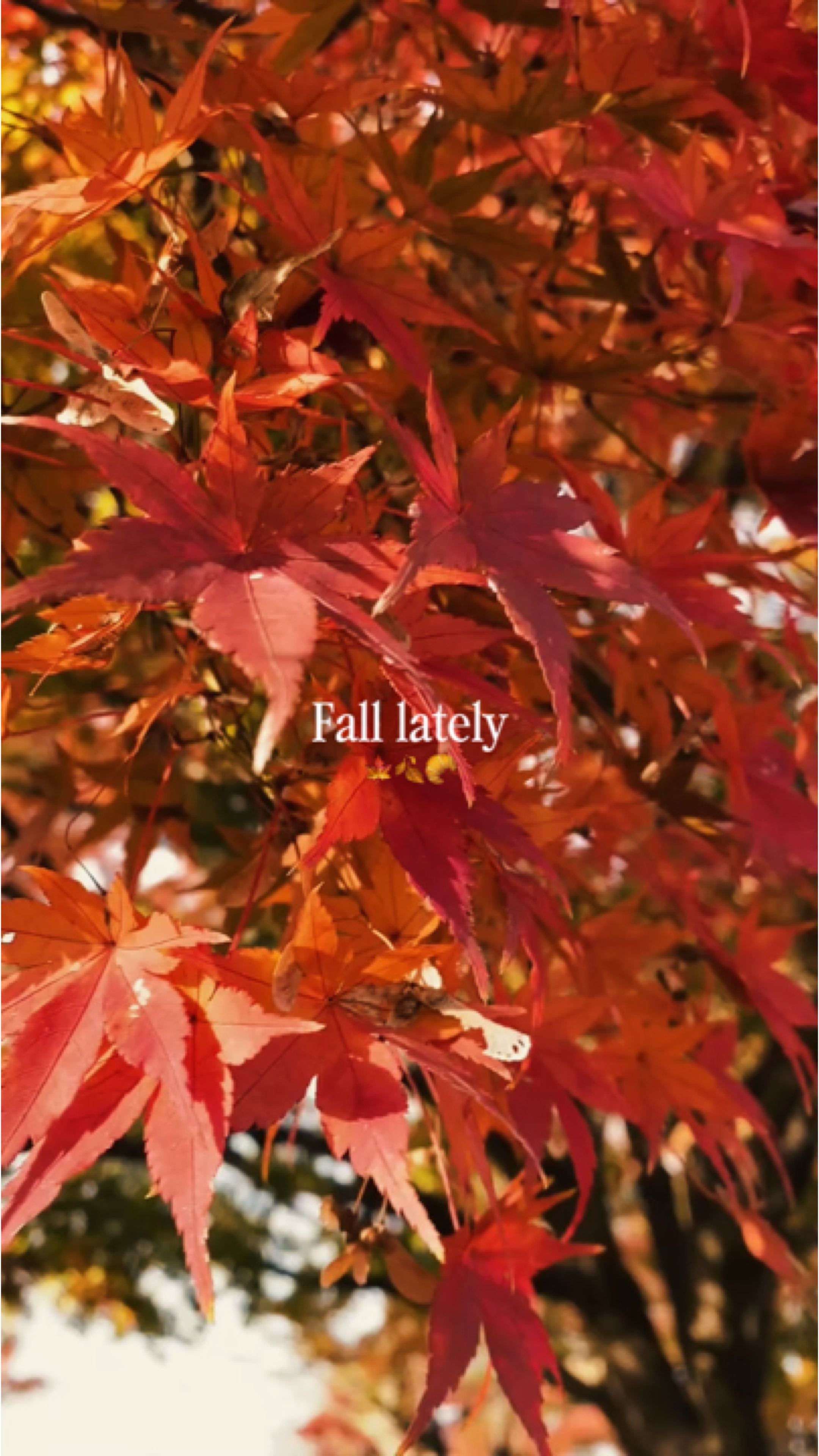 Fall lately