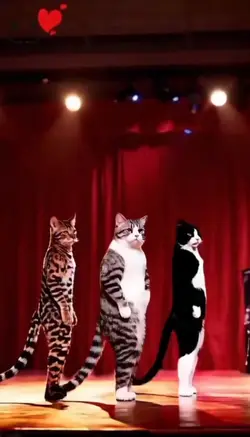 bailando com gatos
