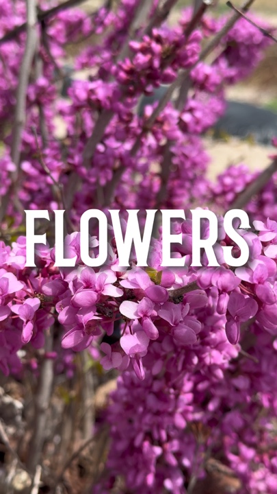 Blumen 🌺 