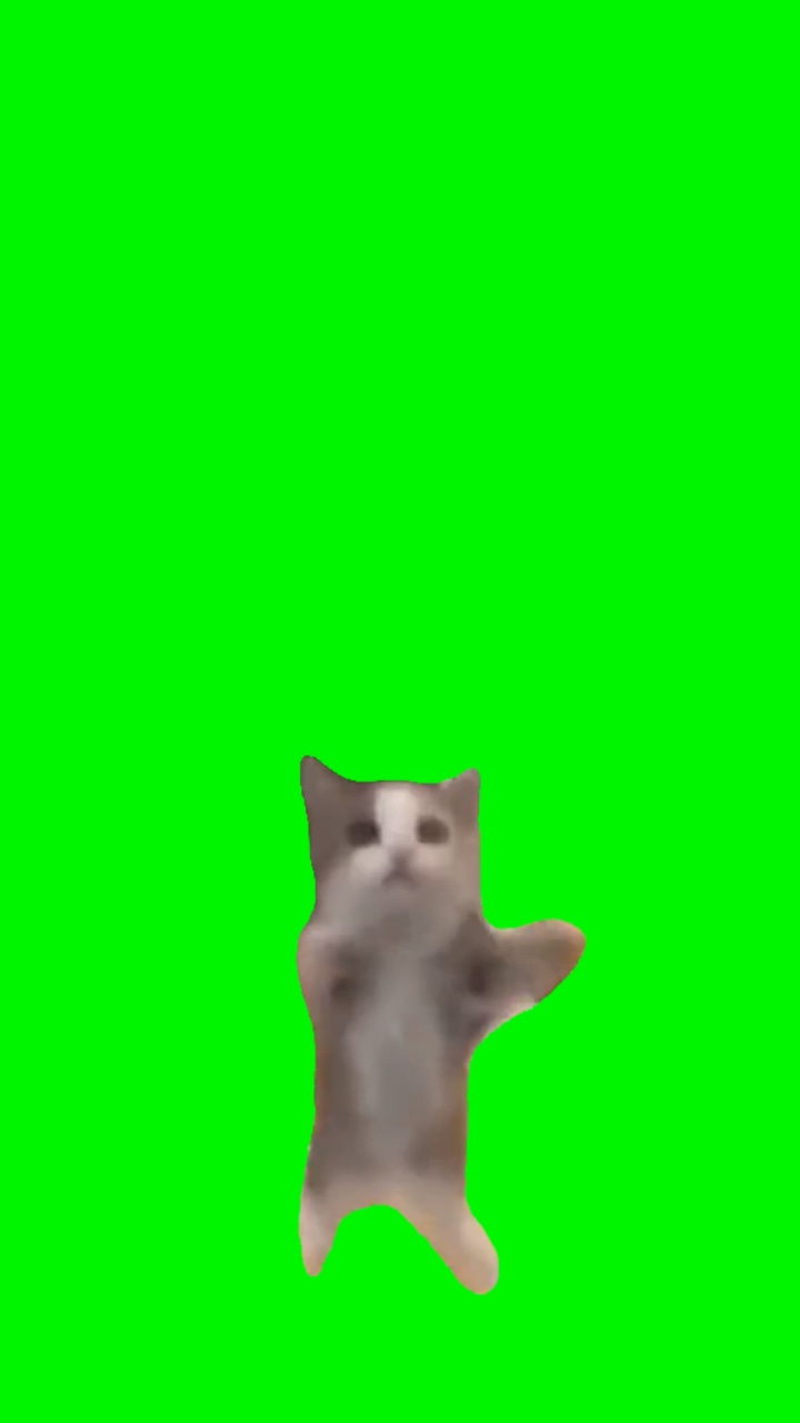 Gato Feliz