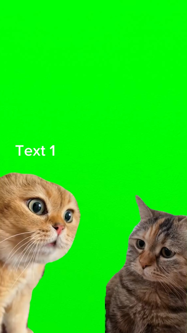 Conversación de gatos 