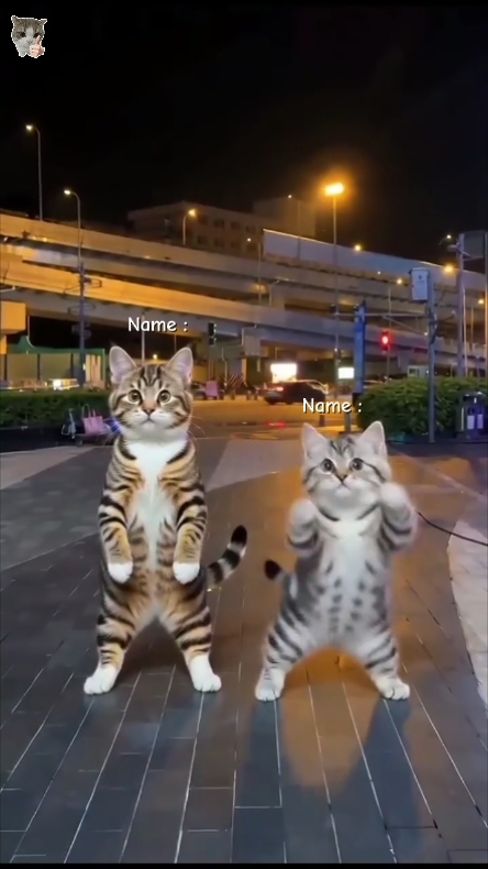 Tendencia del gato de baile