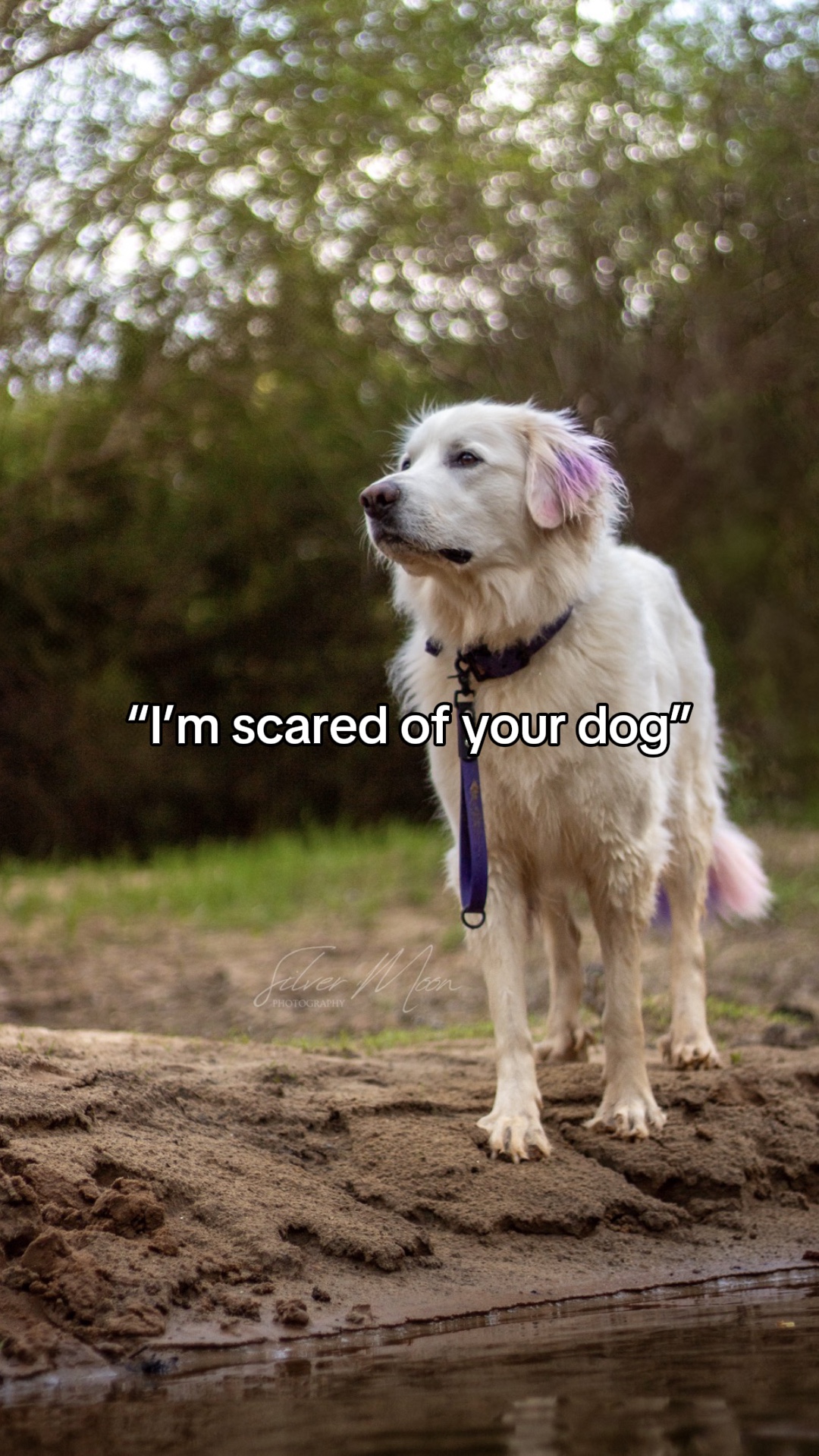 My dog??