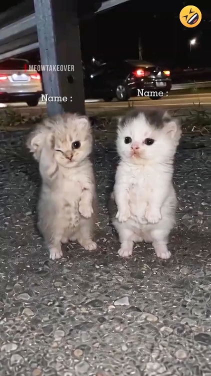 Tendance du chat dansant