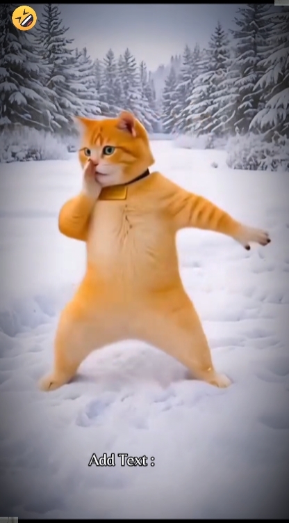 Gato fofo