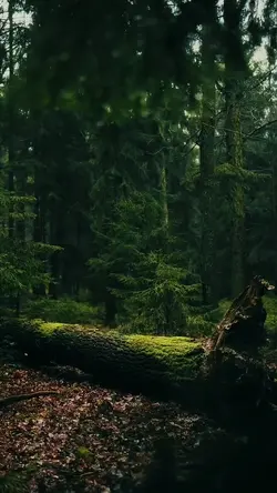 8 video cinematic