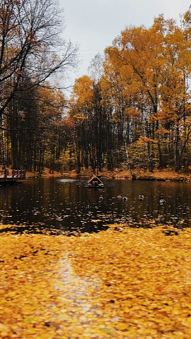 autumn daily